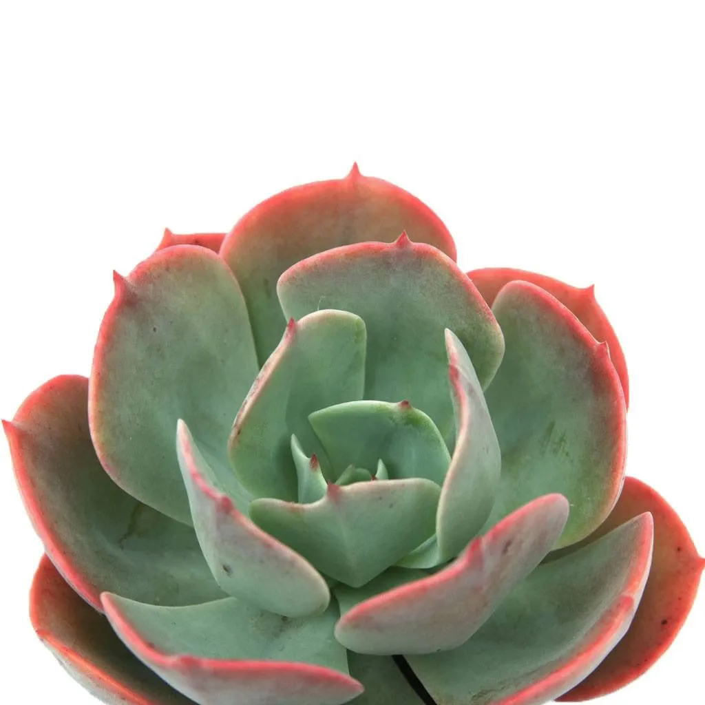 Echeveria 'Blue Sky'