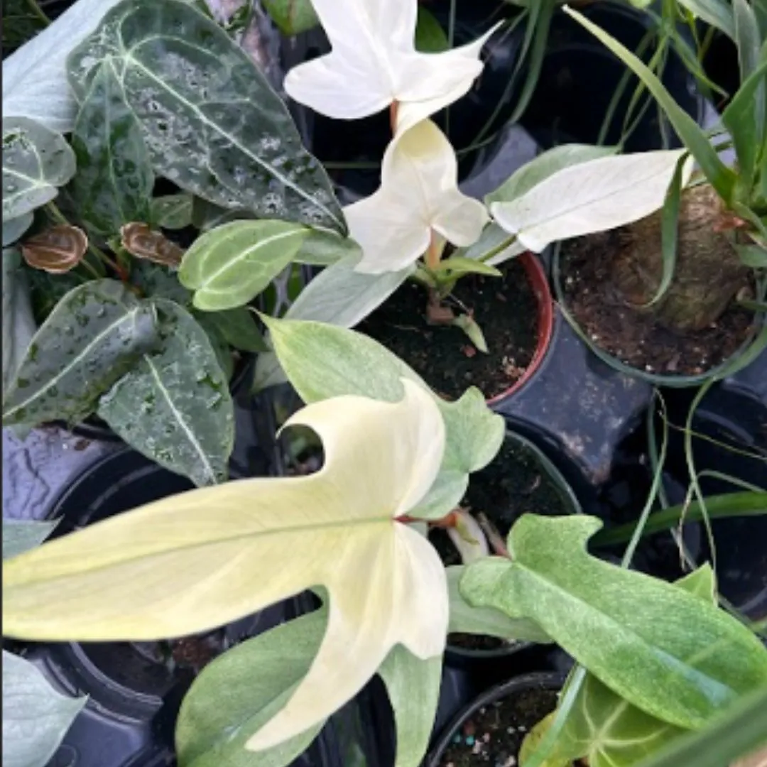 Philodendron ‘Florida Ghost Mint' - Florida Ghost Mint Philodendron - 4 Inch